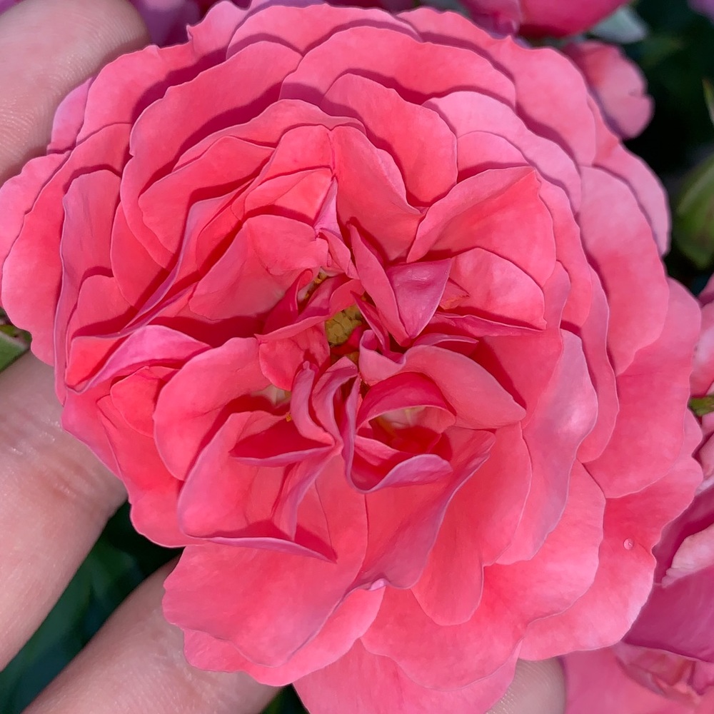 Meet your Posher, Sara